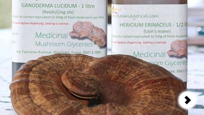 Medicinal Mushroom Glycerites