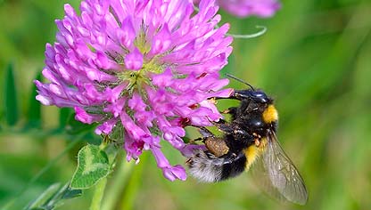 Natures harvester - the bee