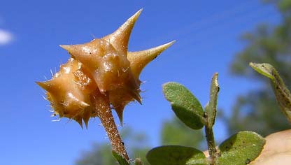 Puncture Vine