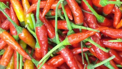 Capsicum minimum