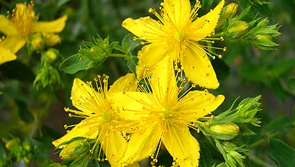 Hypericum